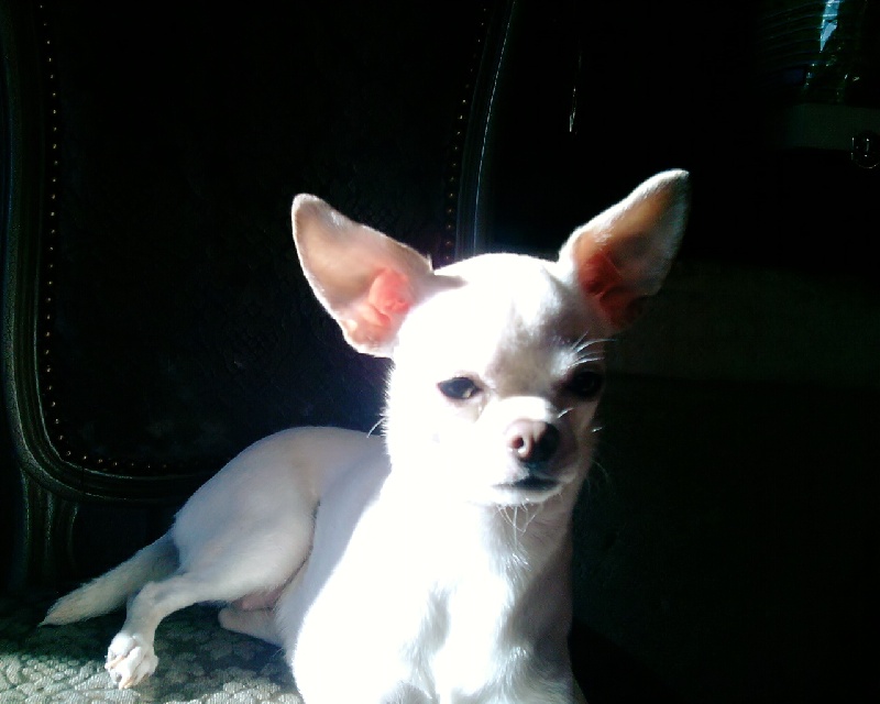 Les Chihuahua de l'affixe Des Etoiles D'ambre