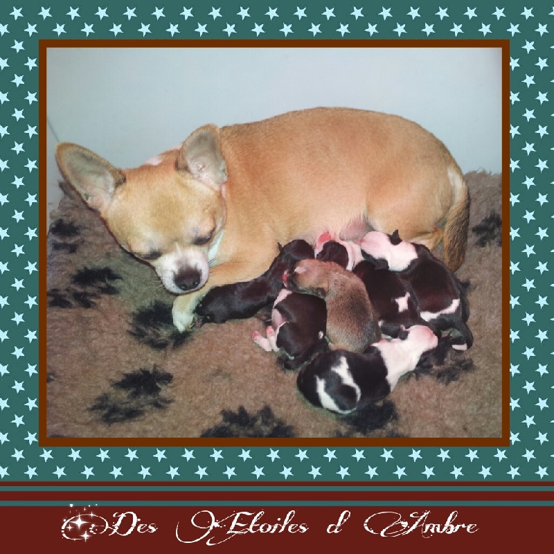 Des Etoiles D'ambre - Chihuahua - Portée née le 11/03/2013