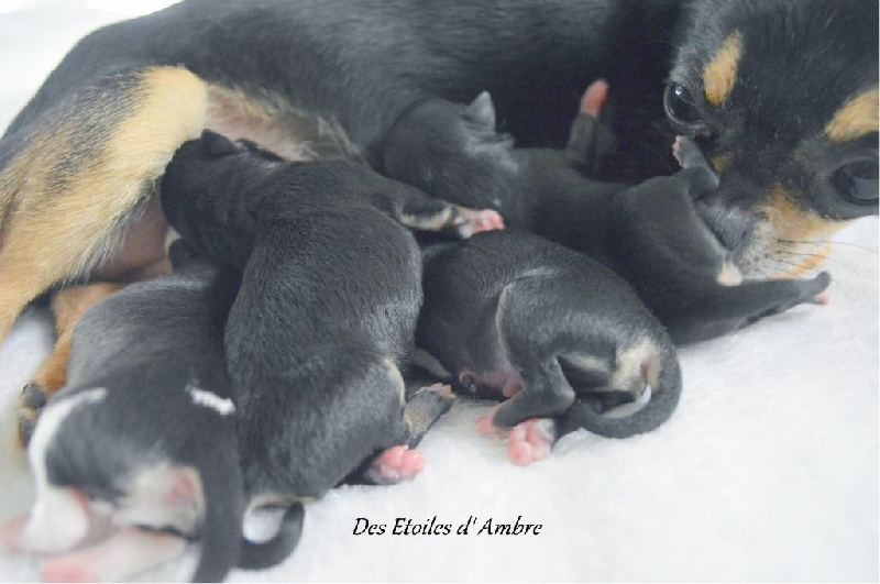 Des Etoiles D'ambre - Chihuahua - Portée née le 05/05/2015