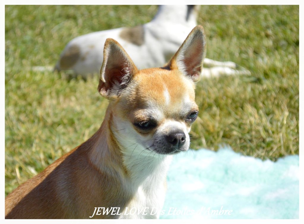 Jewel love Des Etoiles D'ambre